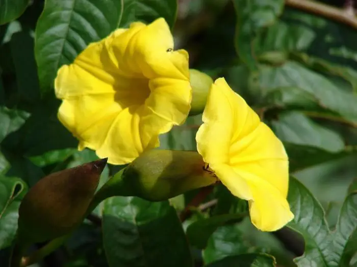 Wood Rose (Distimake tuberosus)