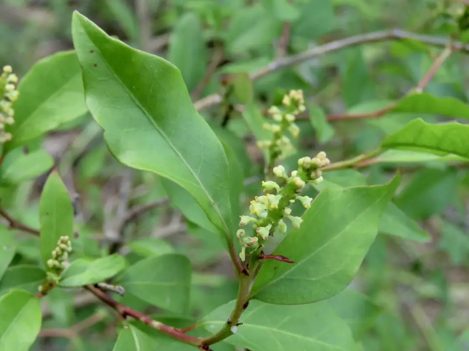 Gulf Sebastian-Bush (Ditrysinia fruticosa)