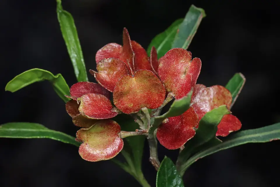 Broad Leaf Hopbush (Dodonaea viscosa)