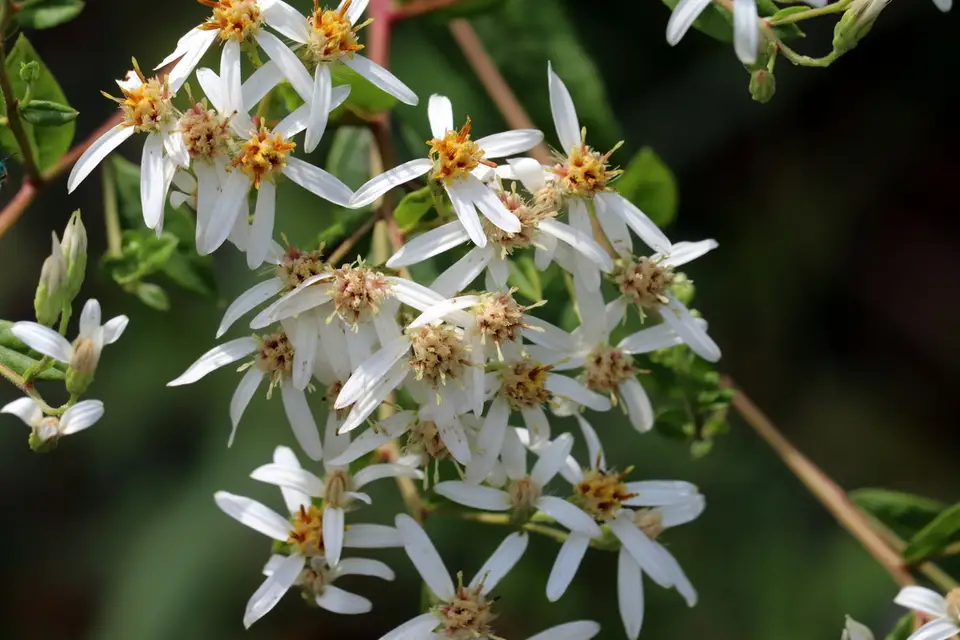 Southern Whitetop (Doellingeria sericocarpoides)