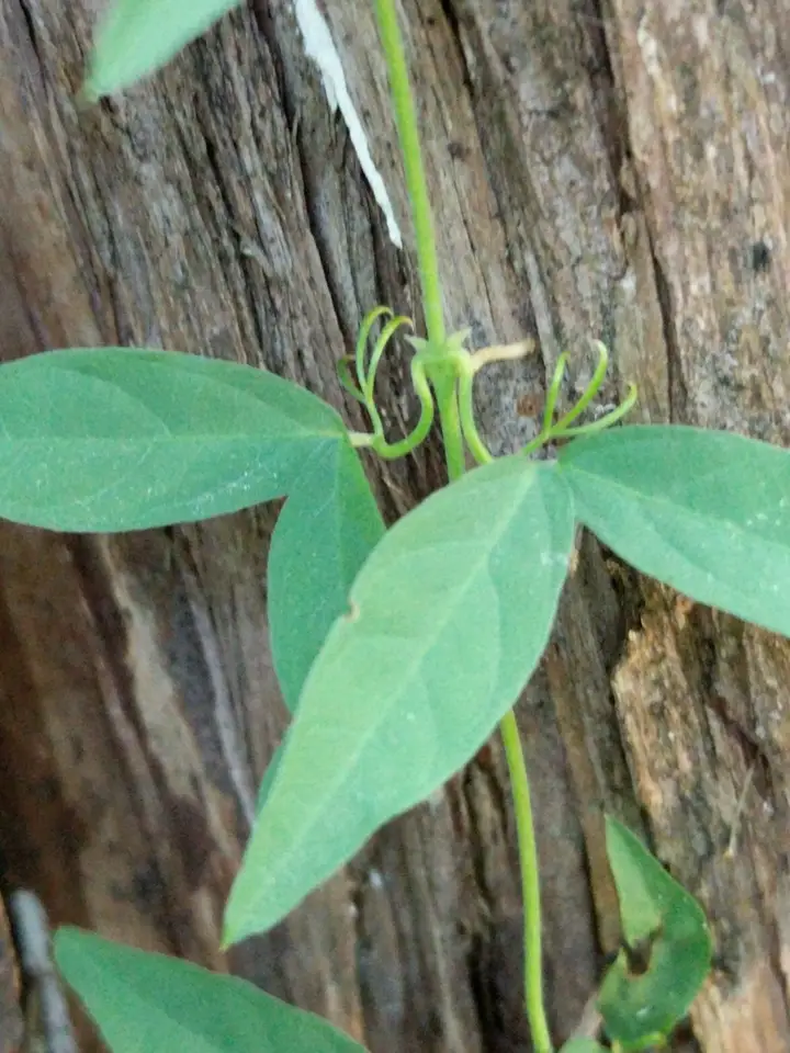 Catclaw Vine (Dolichandra unguis-cati)