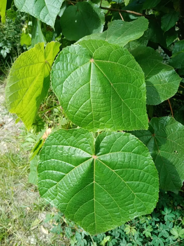 Pinkball (Dombeya wallichii)