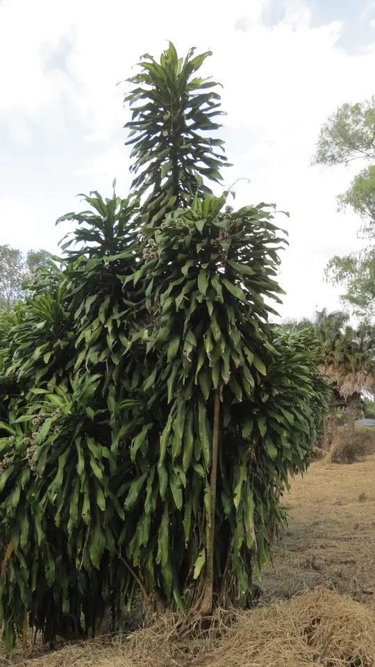 Cornstalk Dracaena (Dracaena fragrans)