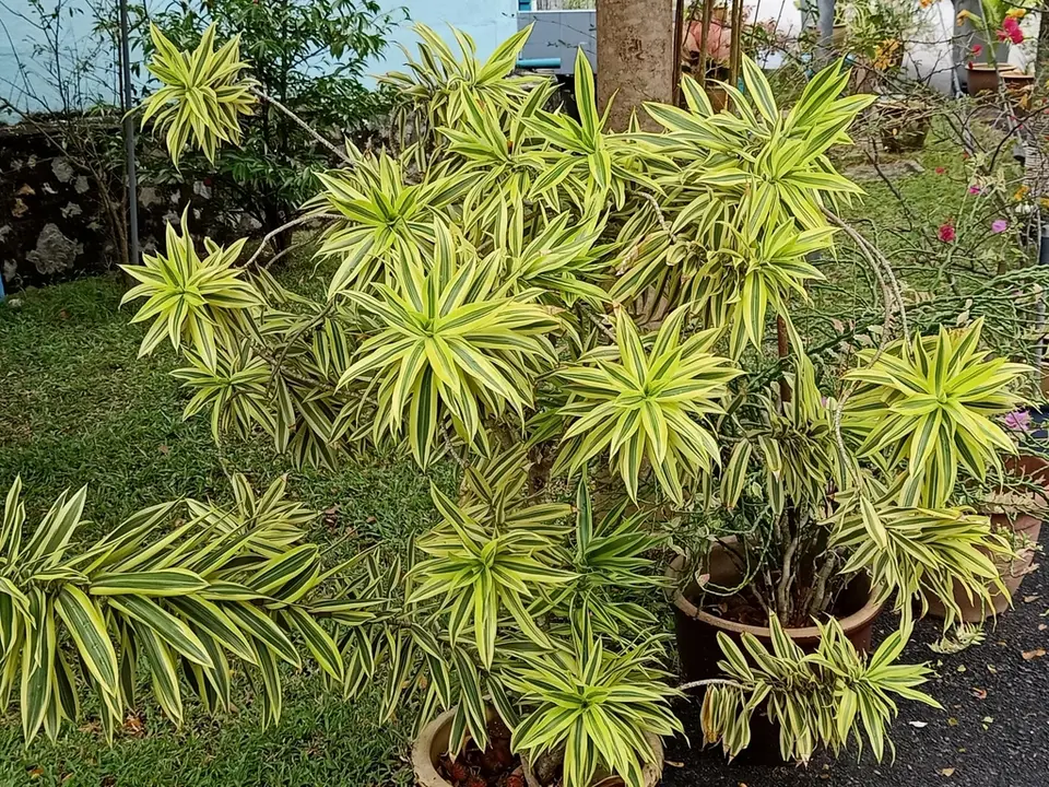 Song of India (Dracaena reflexa)