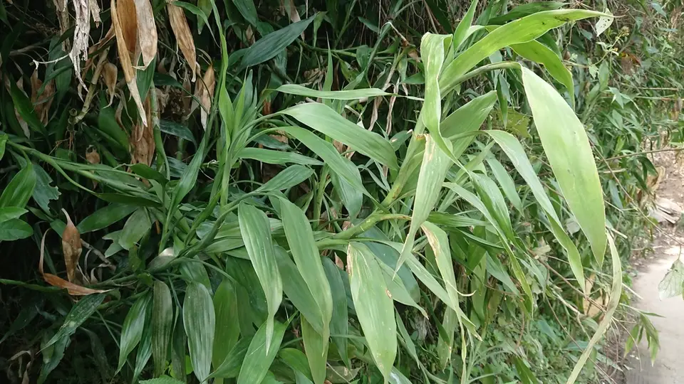 Lucky Bamboo (Dracaena sanderiana)