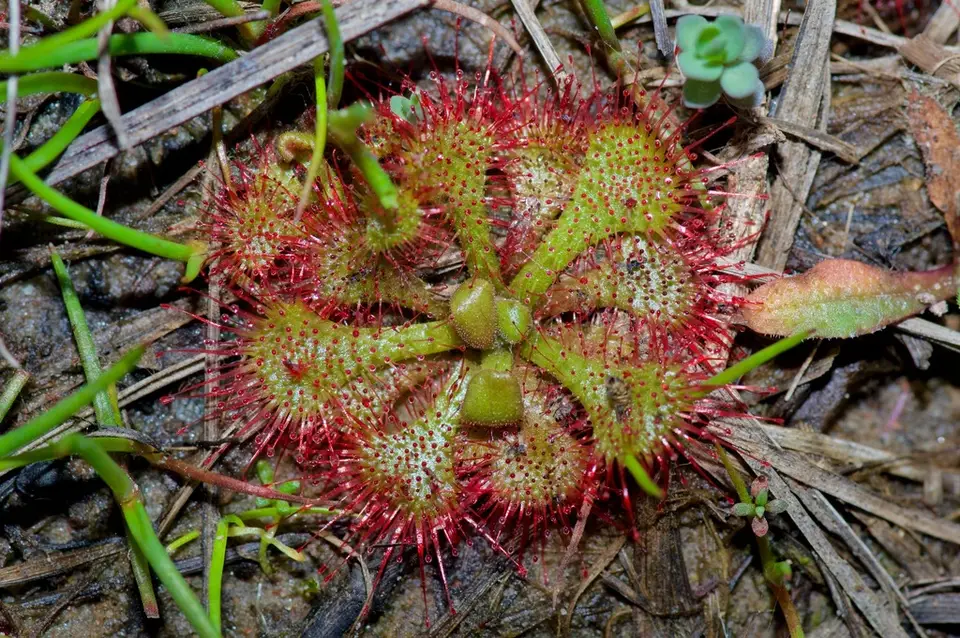 Dwarf Sundew (Drosera brevifolia)