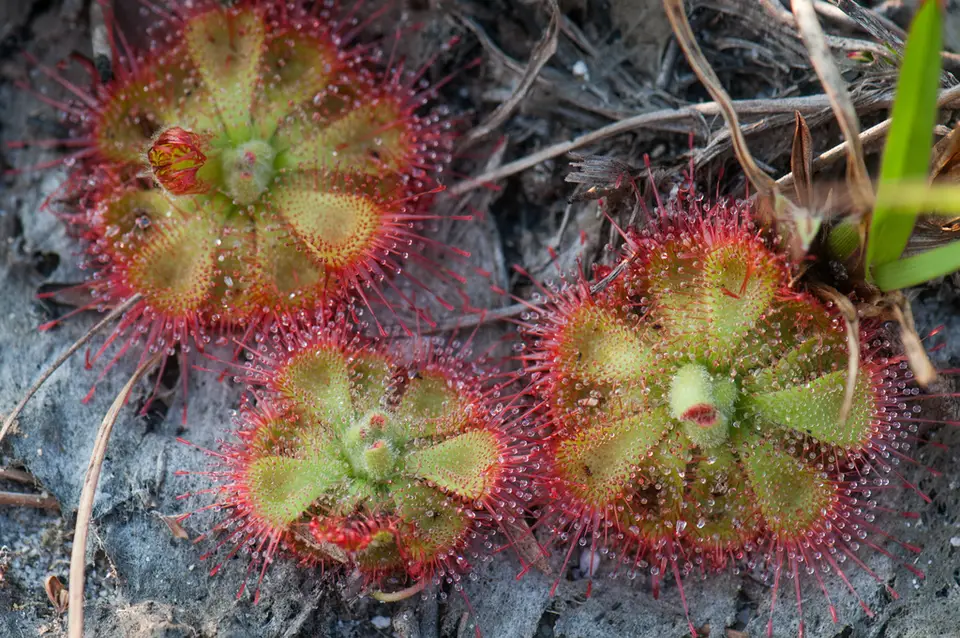 Tropical Sundew (Drosera burmanni)