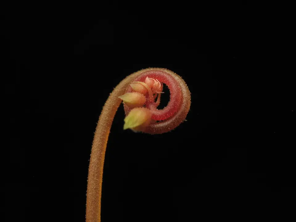 Pink Sundew (Drosera capillaris)