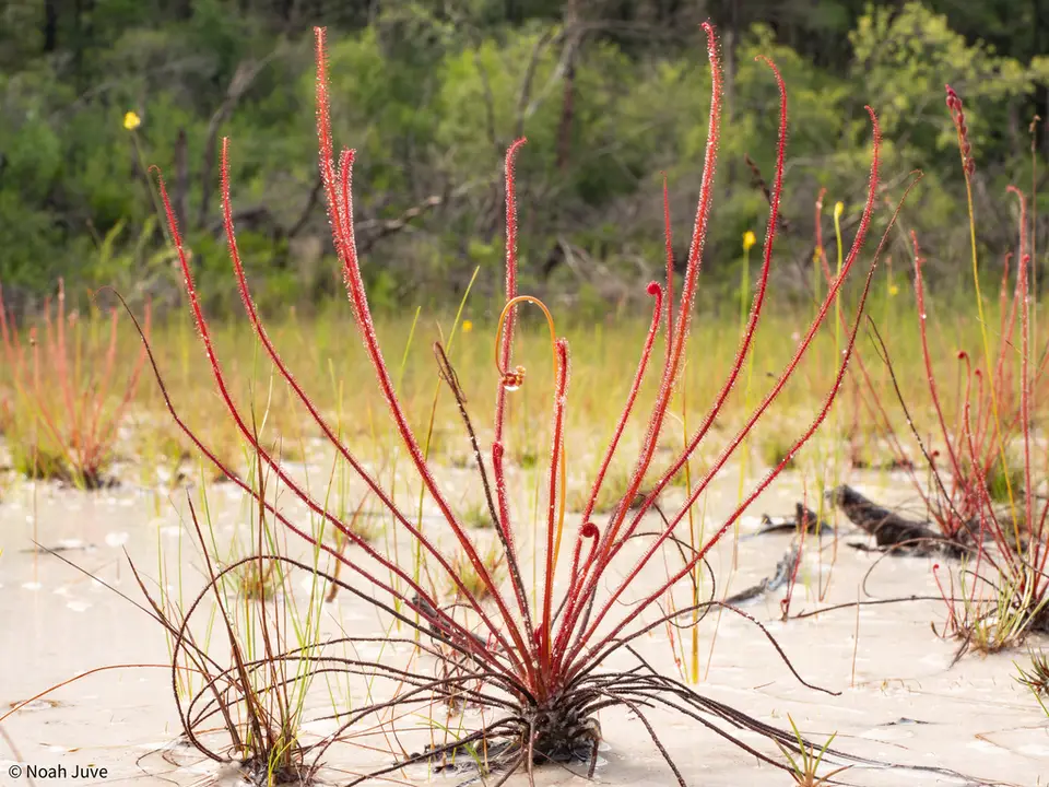 Florida Threadleaf Sundew (Drosera floridana)