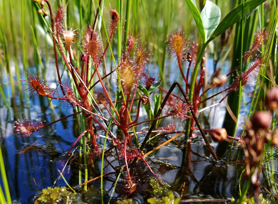 Spoonleaf Sundew (Drosera intermedia)