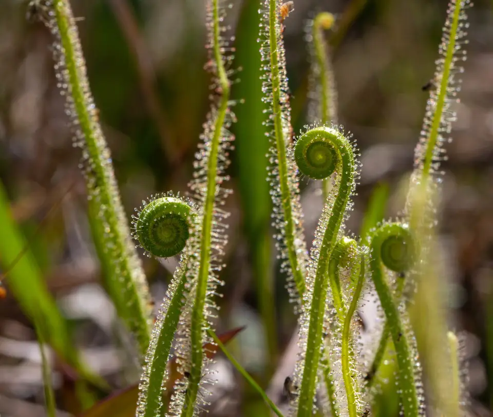 Tracy's Sundew (Drosera tracyi)