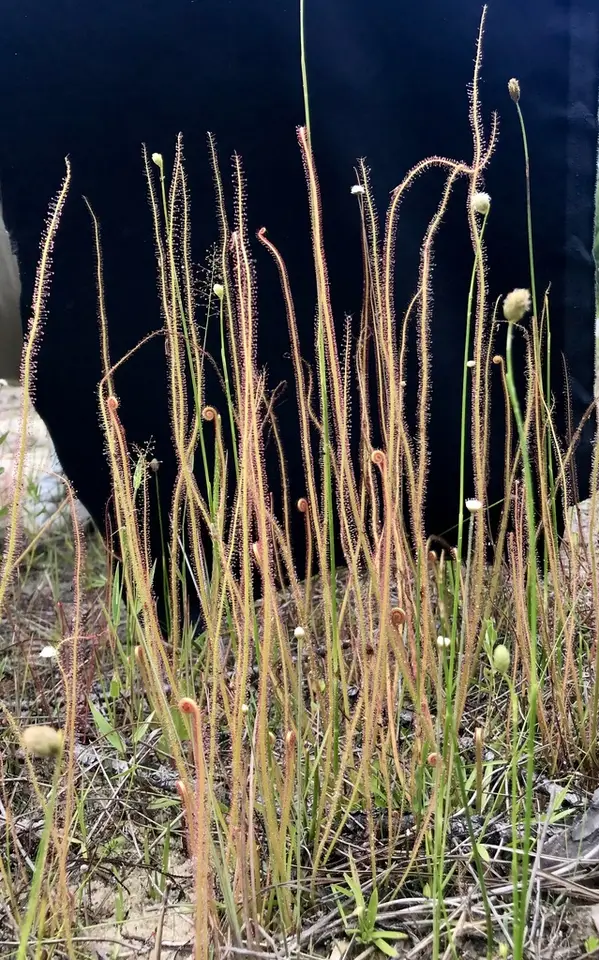 Drosera × arenaria (Drosera × arenaria)