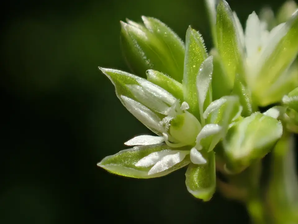 Whitesnow (Drymaria cordata)