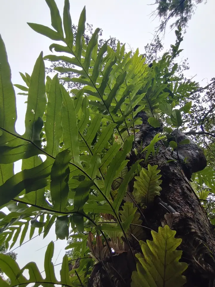 Oakleaf Fern (Drynaria quercifolia)