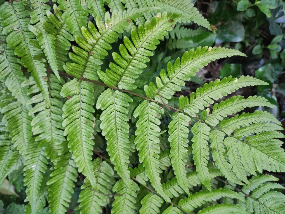 Autumn Fern (Dryopteris erythrosora)