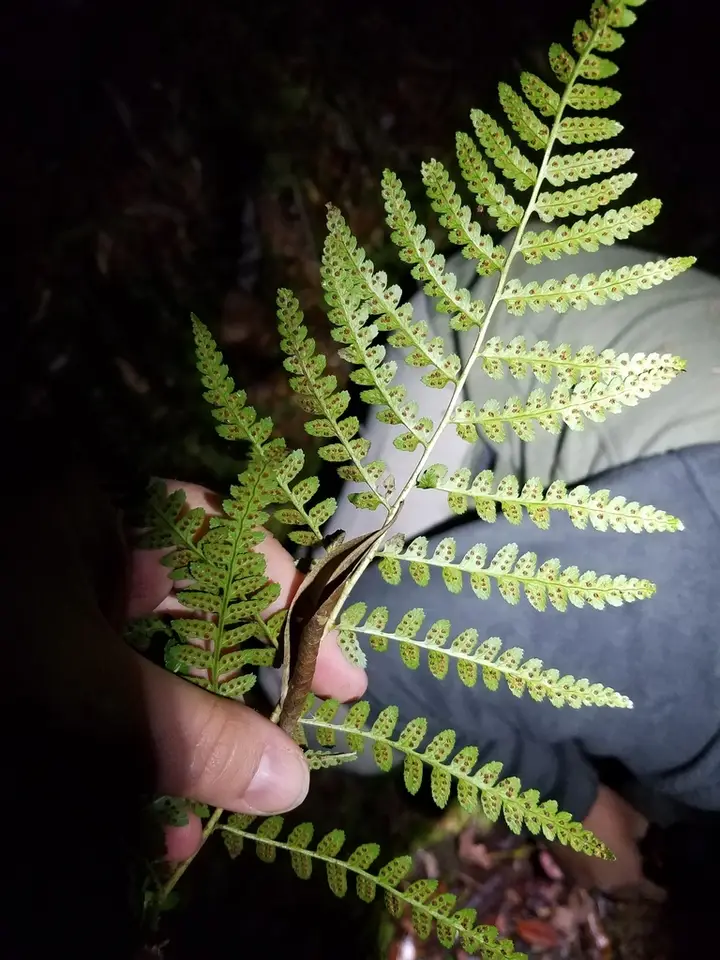 Southern Wood Fern (Dryopteris ludoviciana)