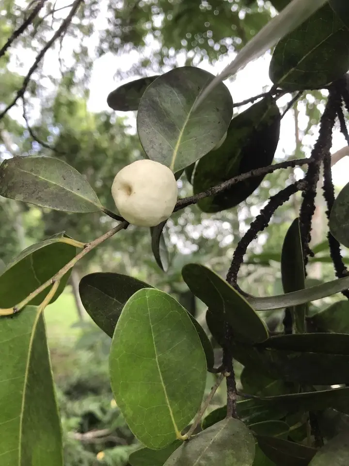 Milkbark (Drypetes diversifolia)