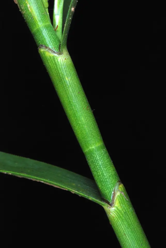 Three-Way Sedge (Dulichium arundinaceum)