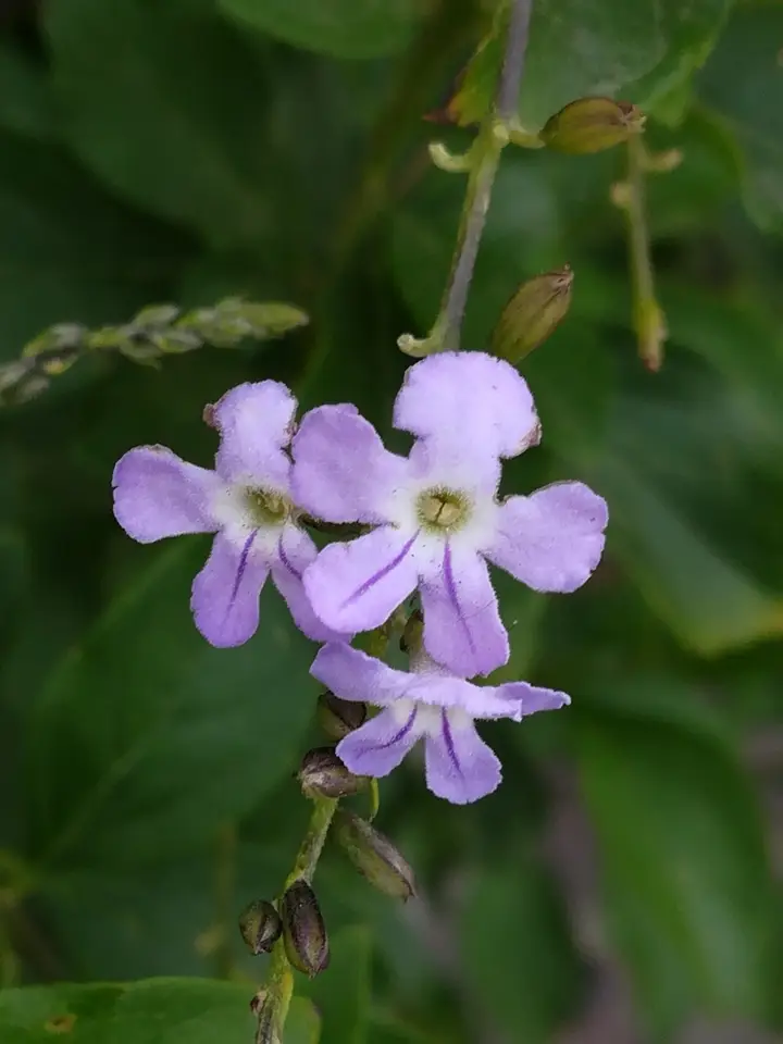 Skyflower (Duranta erecta)