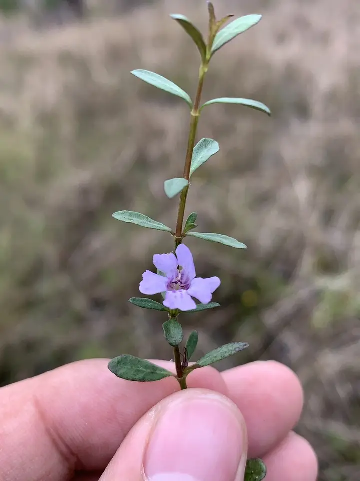 Pineland Twinflower (Dyschoriste angusta)