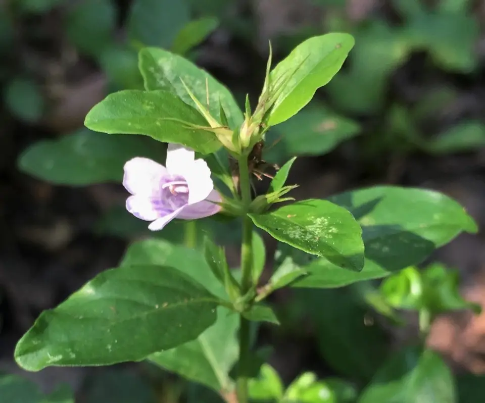 Dyschoriste humilis (Dyschoriste humilis)