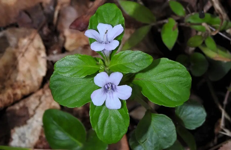 Swamp Twinflower (Dyschoriste humistrata)