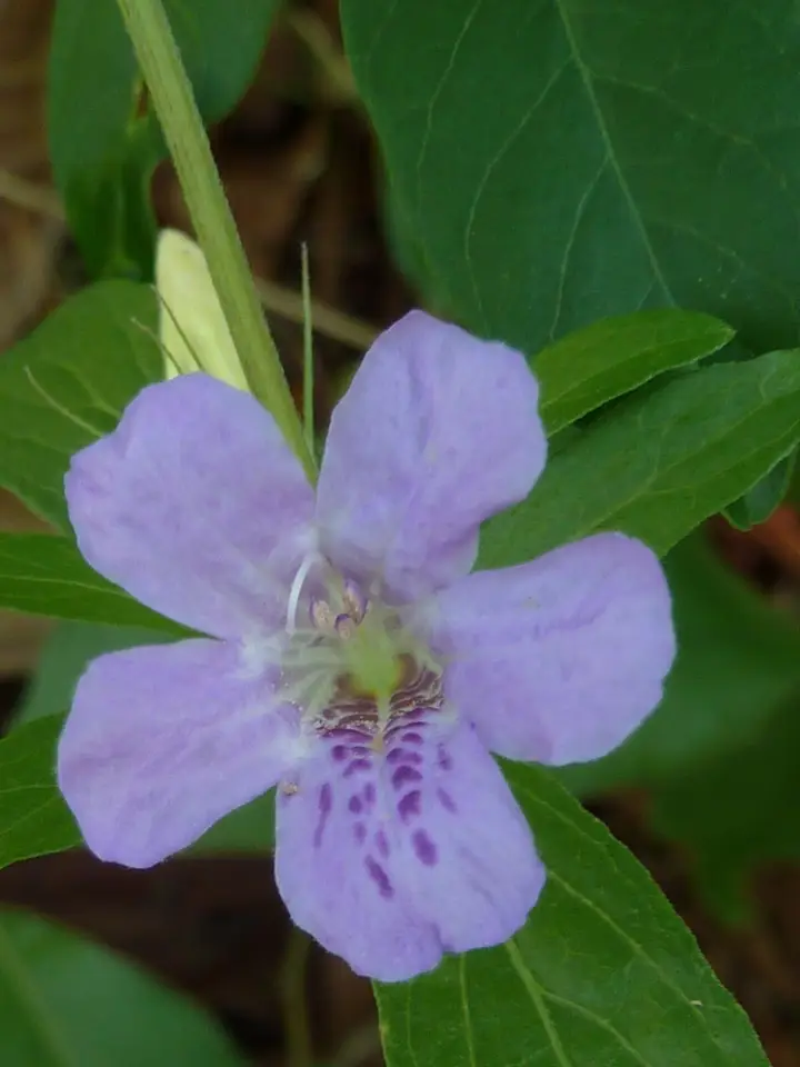 Oblongleaf Snakeherb (Dyschoriste oblongifolia)