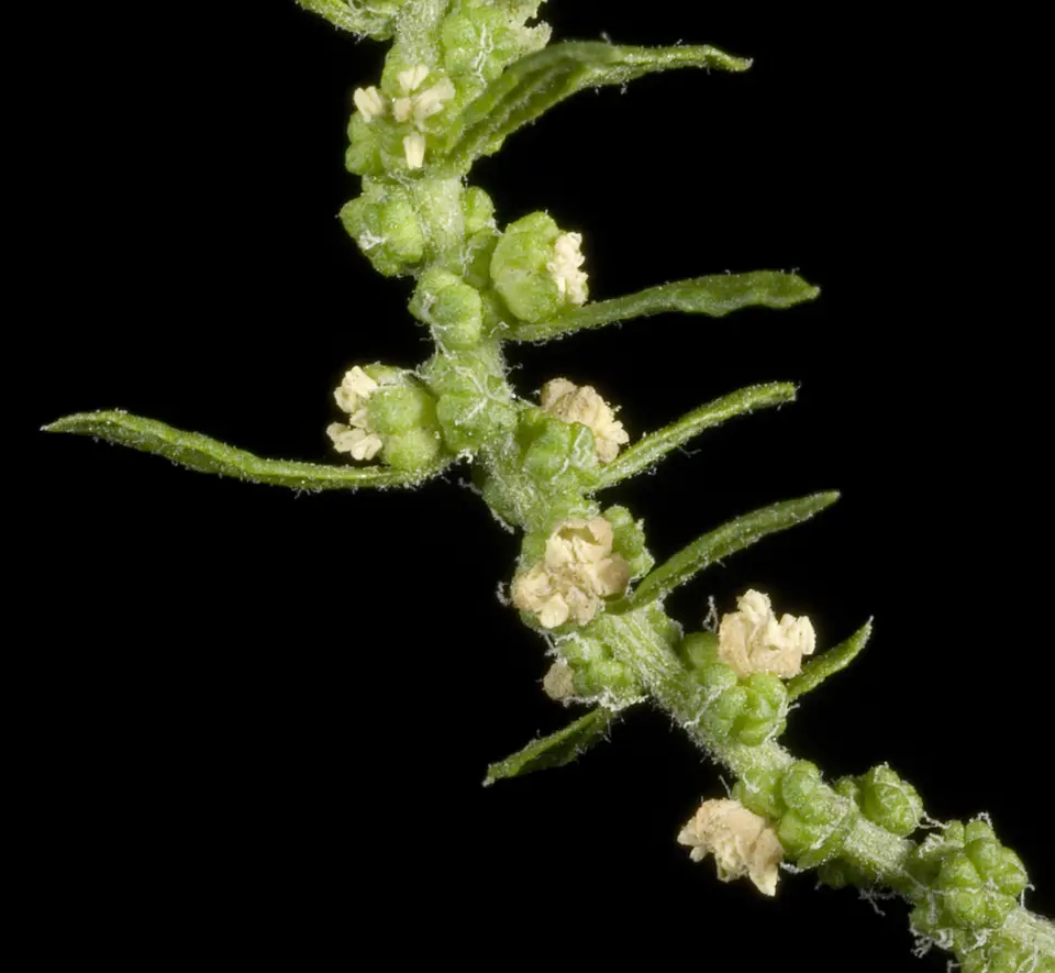 Mexican Tea (Dysphania ambrosioides)