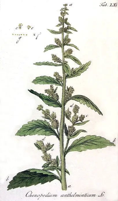 Wormseed (Dysphania anthelmintica)