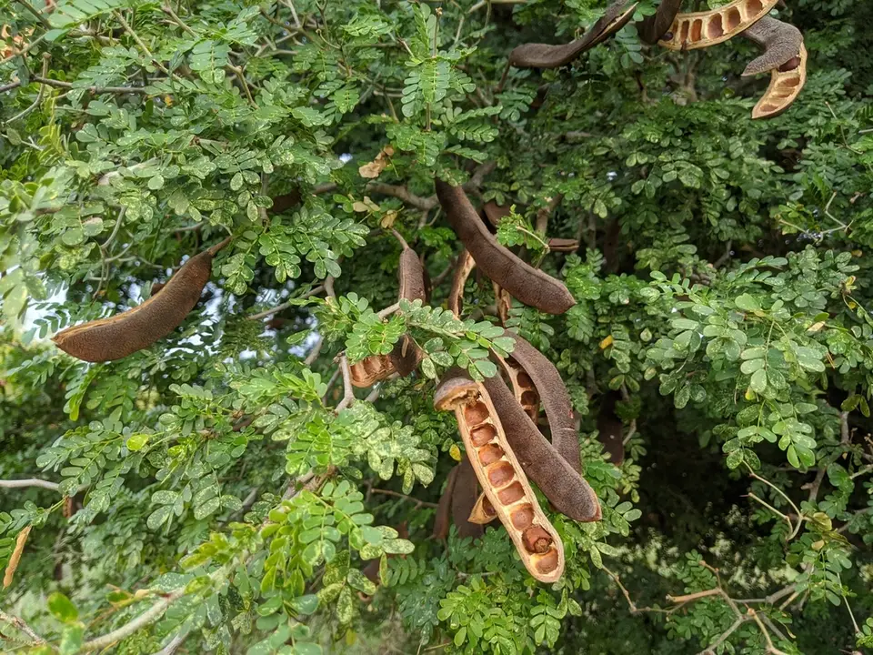 Texas Ebony (Ebenopsis ebano)