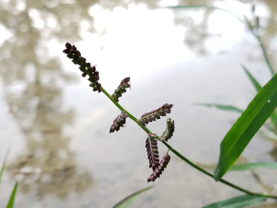 Jungle Rice (Echinochloa colona)
