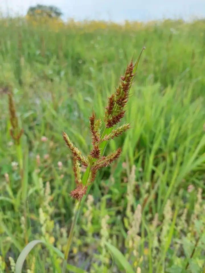 Barnyardgrass (Echinochloa crus-galli)
