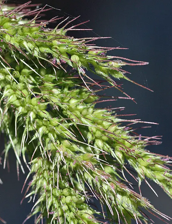 Gulf Cockspur (Echinochloa crus-pavonis)