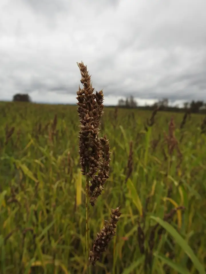Japanese Millet (Echinochloa esculenta)