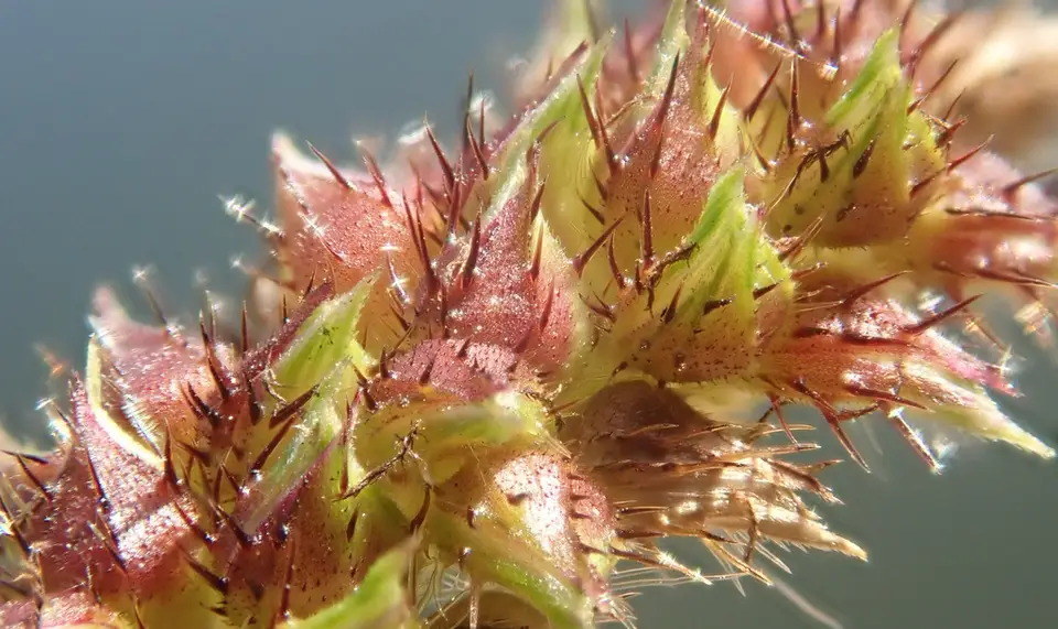 Rough Barnyard Grass (Echinochloa muricata)