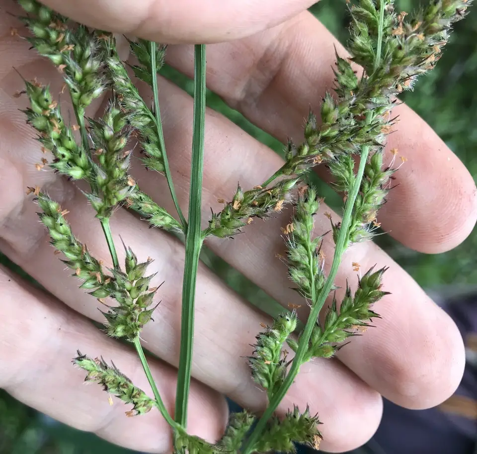 Florida Cockspur Grass (Echinochloa paludigena)