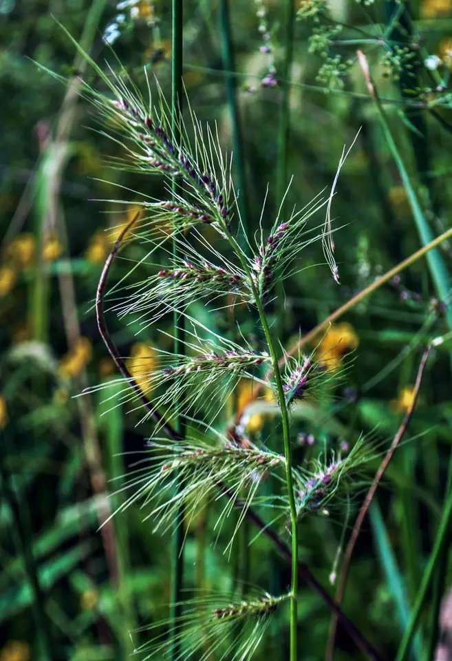 Walter's Barnyard Grass (Echinochloa walteri)