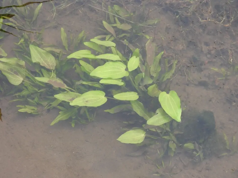 Erect Burhead (Echinodorus berteroi)