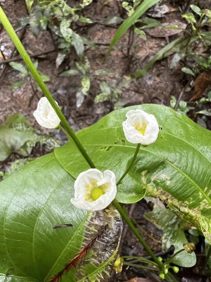 Creeping Burhead (Echinodorus cordifolius)