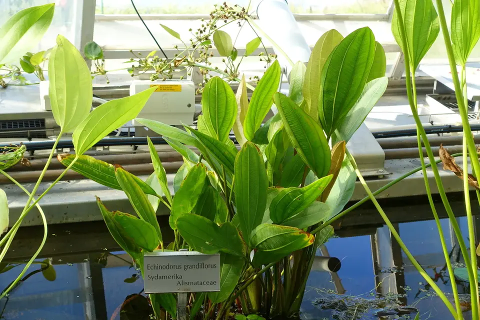 Large-Flowered Amazon (Echinodorus grandiflorus)