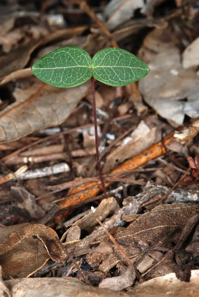 Devil's Potato (Echites umbellatus)