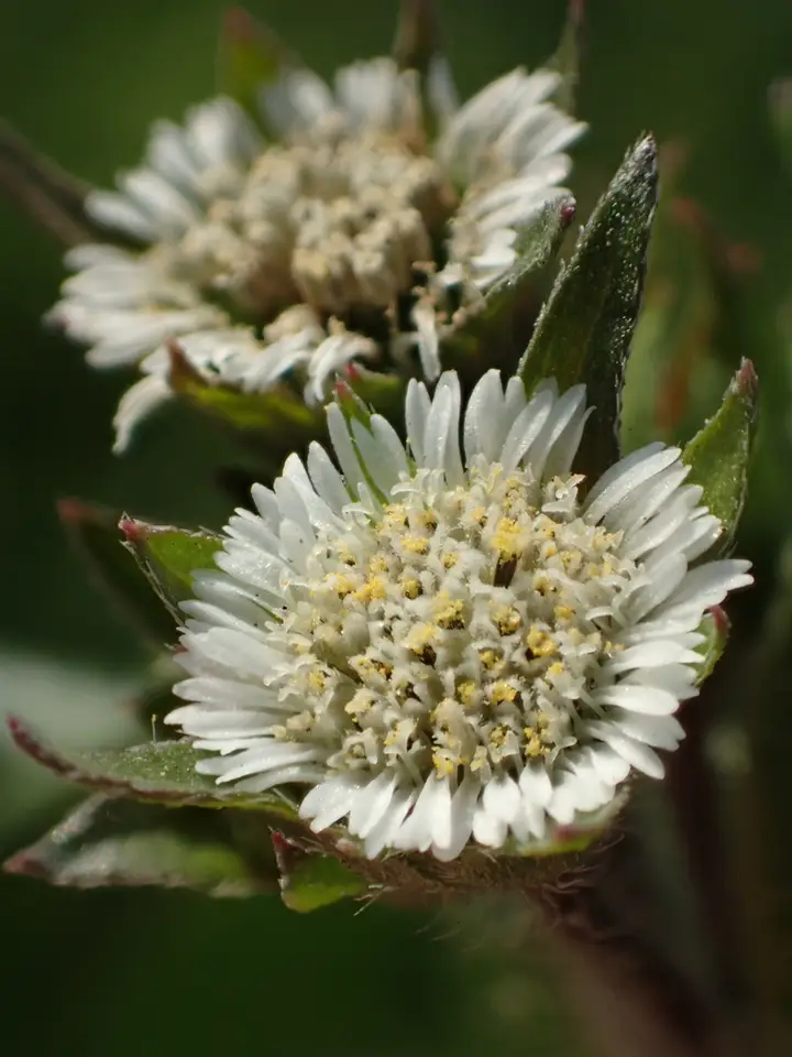 False Daisy (Eclipta prostrata)