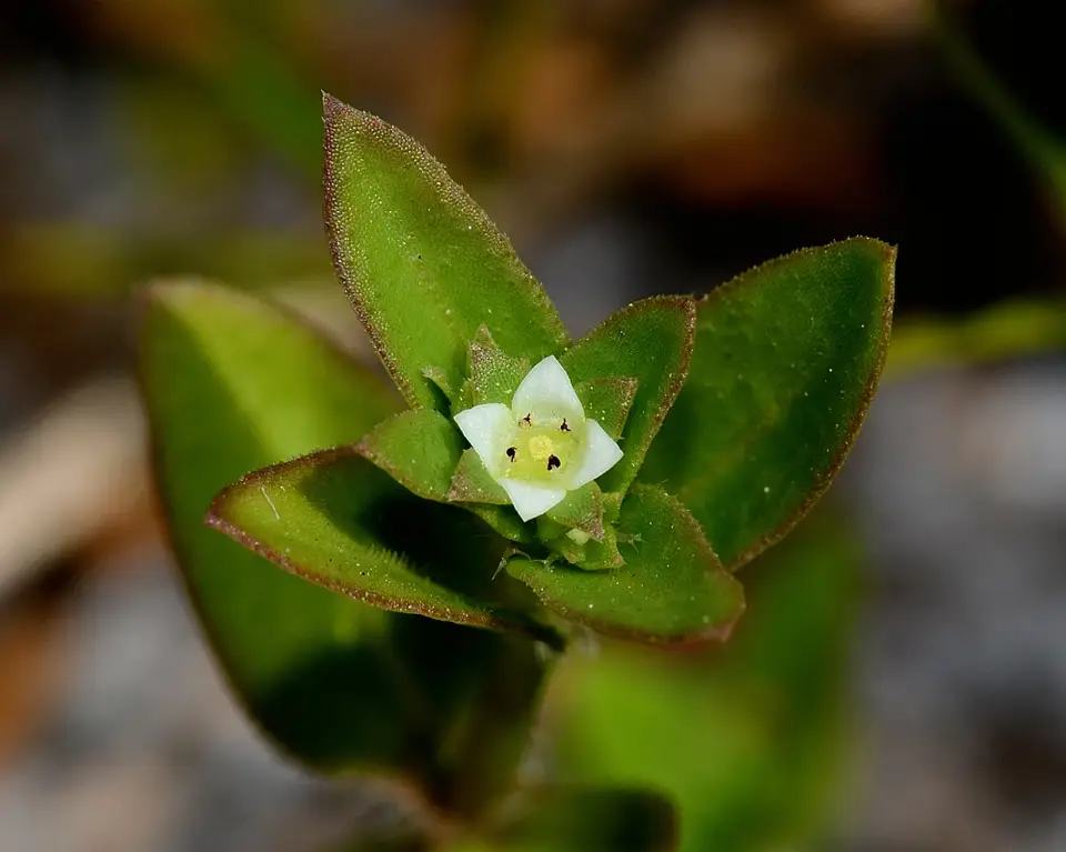 Clustered Mille Graines (Edrastima uniflora)