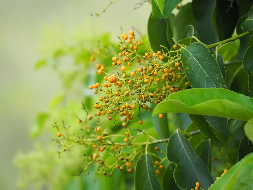 Puna (Ehretia acuminata)
