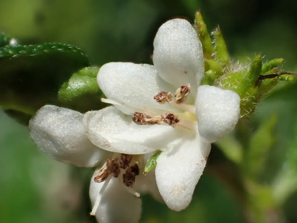 Fukien Tea Tree (Ehretia microphylla)