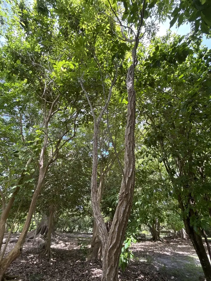 Ekmanianthe actinophylla (Ekmanianthe actinophylla)