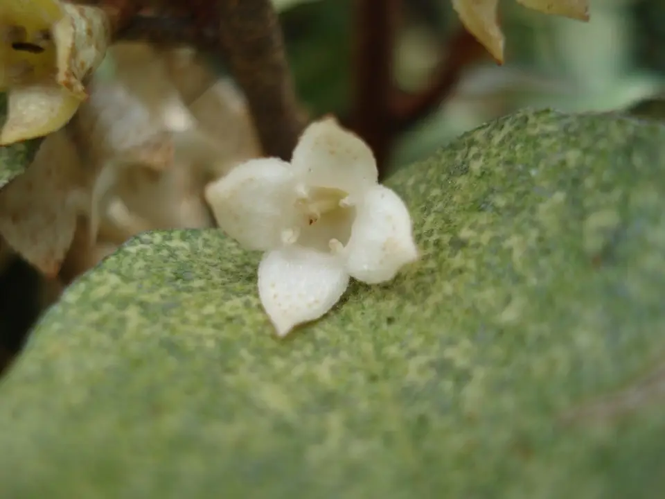 Thorny Olive (Elaeagnus pungens)