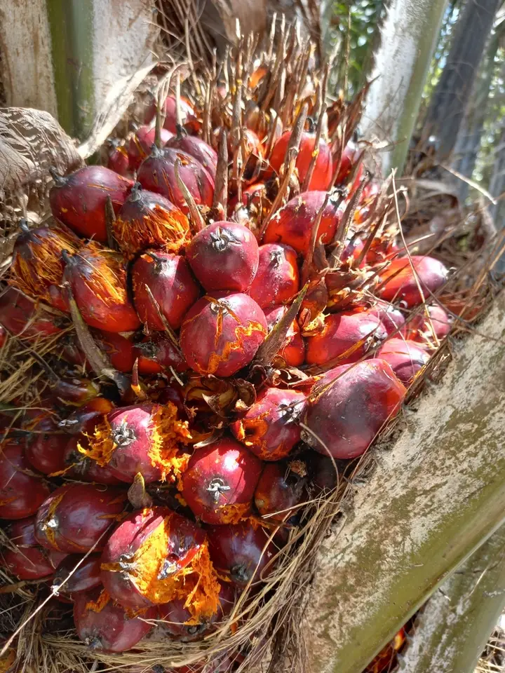 African Oil Palm (Elaeis guineensis)