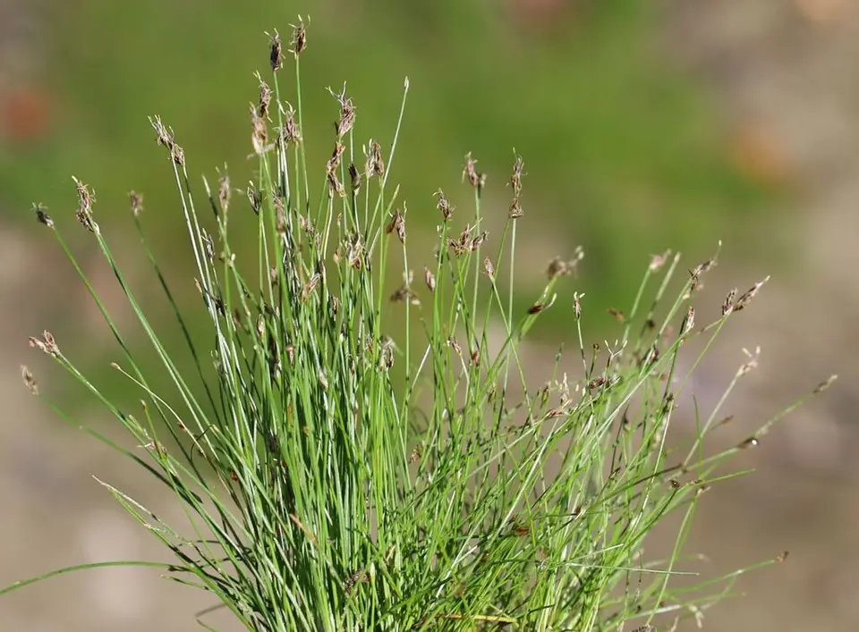 Needle Spikerush (Eleocharis acicularis)