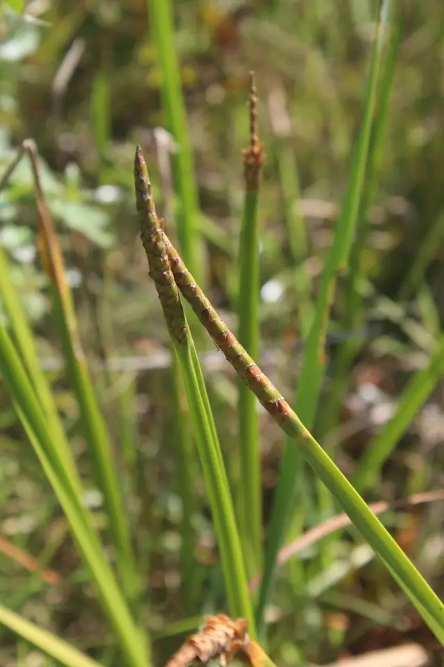 Eleocharis acutangula (Eleocharis acutangula)